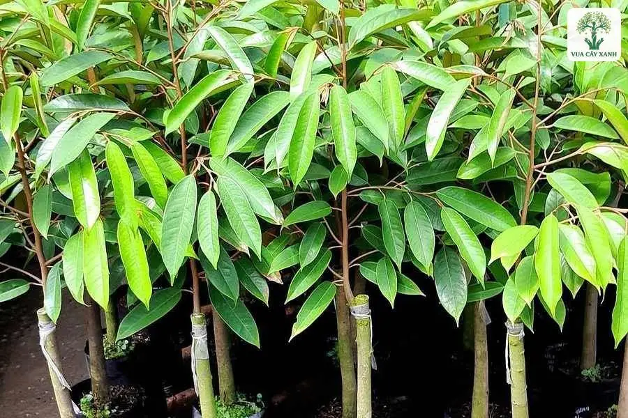 Hàng cây giống Sầu Riêng lá non xanh tươi.