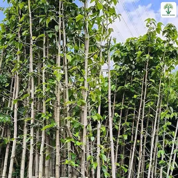 Hàng cây thân cao thẳng với tán lá xanh phía trên.