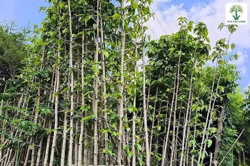 Hàng cây thân cao thẳng với tán lá xanh phía trên.