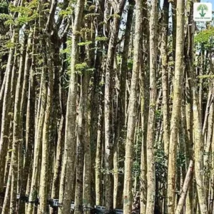 Cây Lim Xẹt công trình, hàng thân cây cao thẳng xếp sát nhau dưới trời xanh.