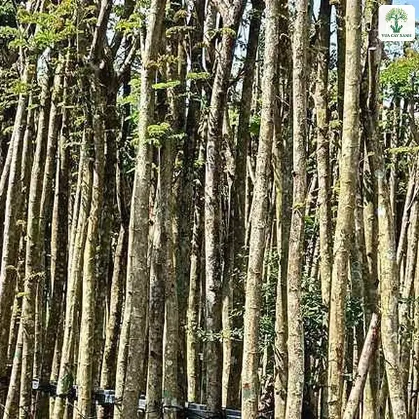 Cây Lim Xẹt công trình, hàng thân cây cao thẳng xếp sát nhau dưới trời xanh.