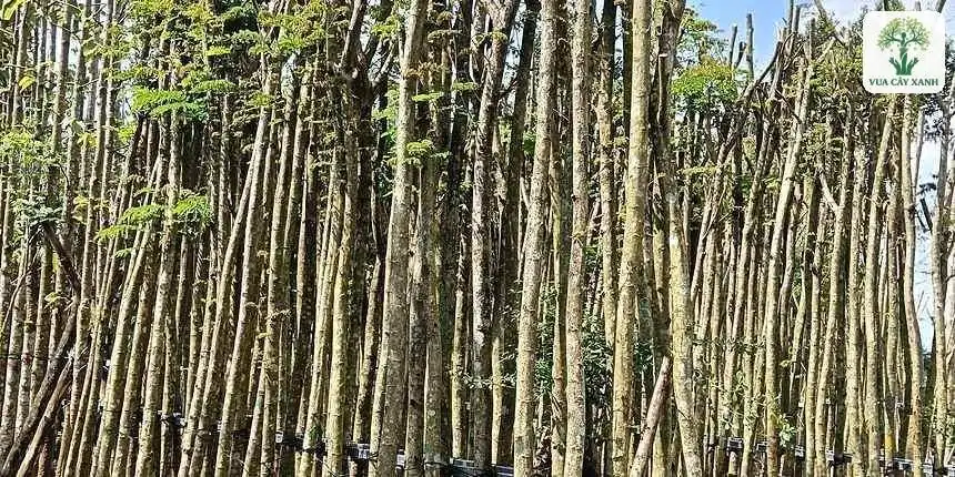 Hàng thân cây cao thẳng xếp sát nhau dưới trời xanh.