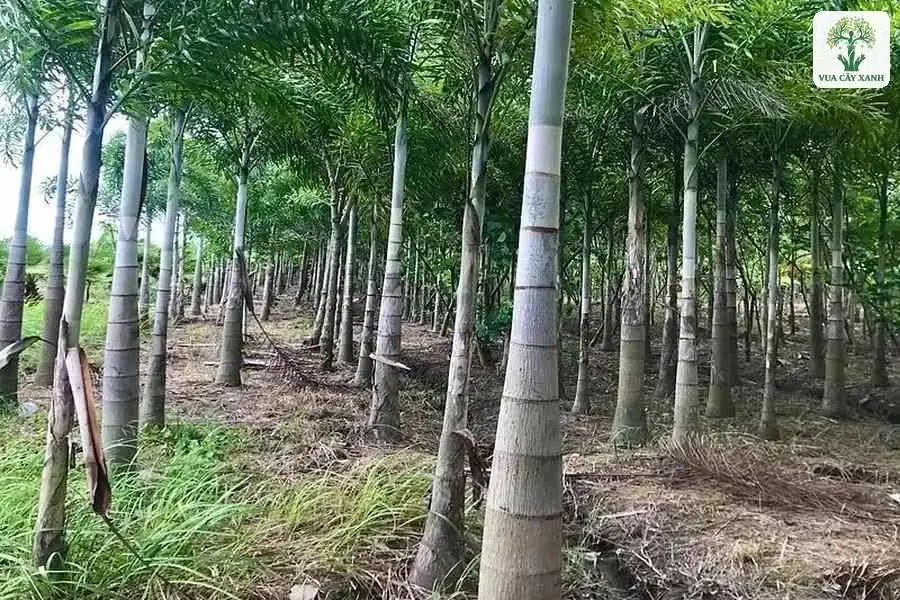 Hàng thân cau cao thẳng có vòng đốt trong vườn trồng.
