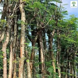 Hàng thân cây cao thẳng dưới tán lá xẻ xanh.