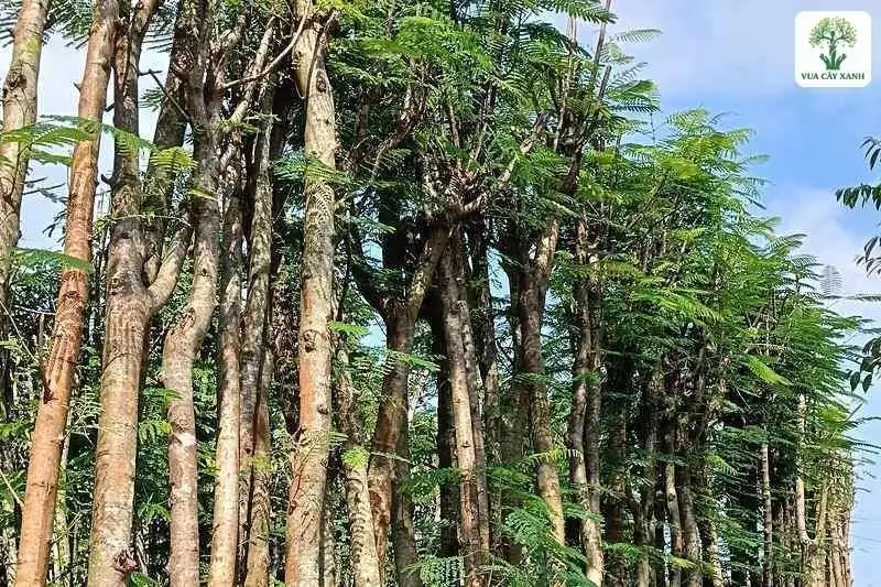 Hàng thân cây cao thẳng dưới tán lá xẻ xanh.