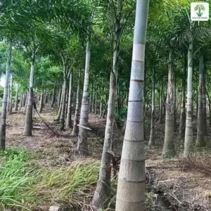 Hàng thân cây cao thẳng có vòng đốt trong vườn trồng.