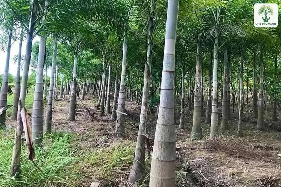 Hàng thân cây cao thẳng có vòng đốt trong vườn trồng.