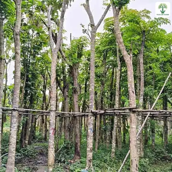Hàng thân cây thẳng dưới tán lá xanh trong vườn ươm.