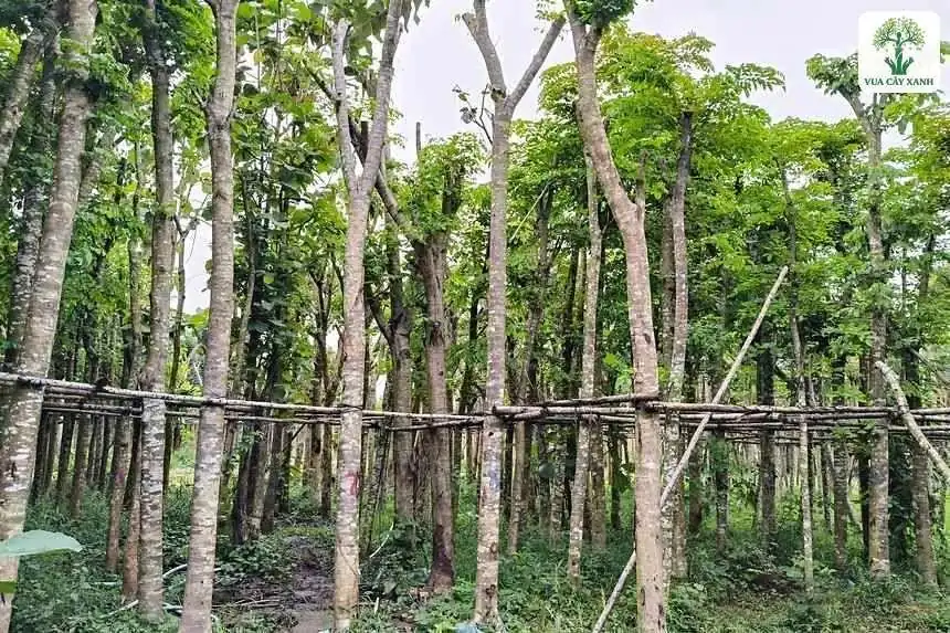 Hàng thân cây thẳng dưới tán lá xanh trong vườn ươm.