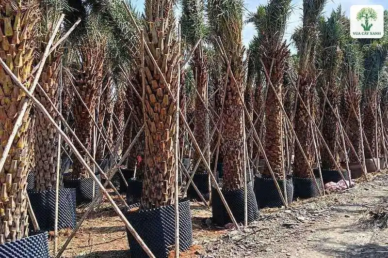 Hàng Chà Là lớn thân nâu được chống đỡ bằng tre.