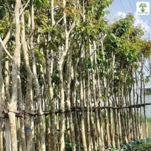 Hàng thân cây sáng màu thẳng tắp cạnh bãi cỏ.