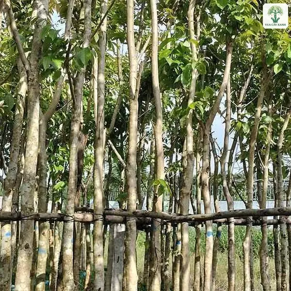 Hàng thân cây sáng màu chống tre dưới tán lá xanh.
