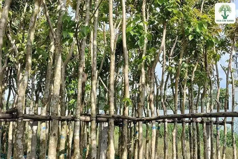 Hàng thân cây sáng màu chống tre dưới tán lá xanh.