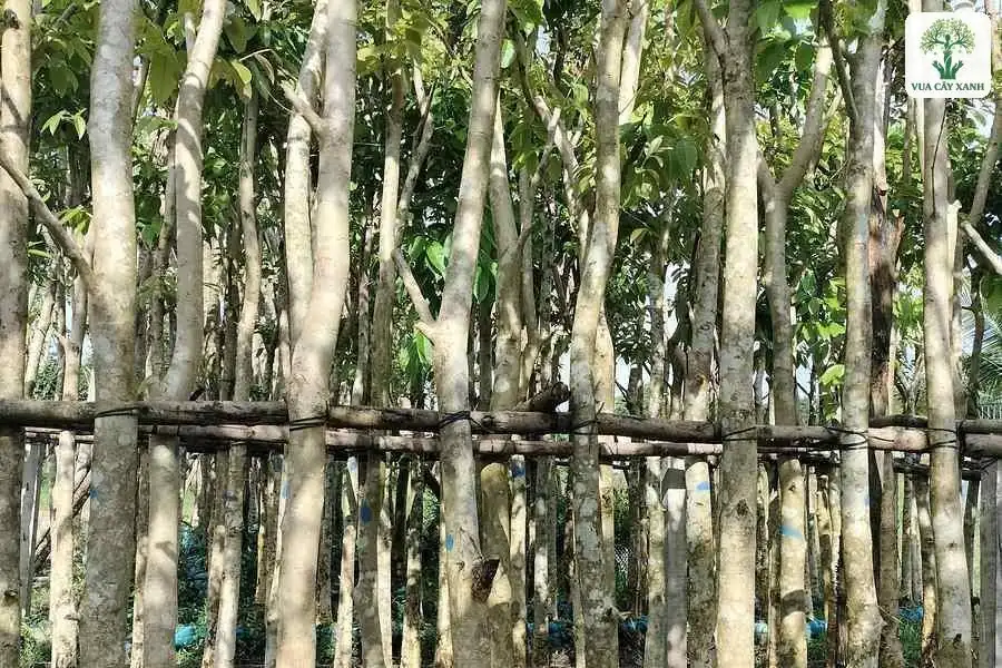 Hàng thân cây thẳng được chống bằng thanh tre ngang.