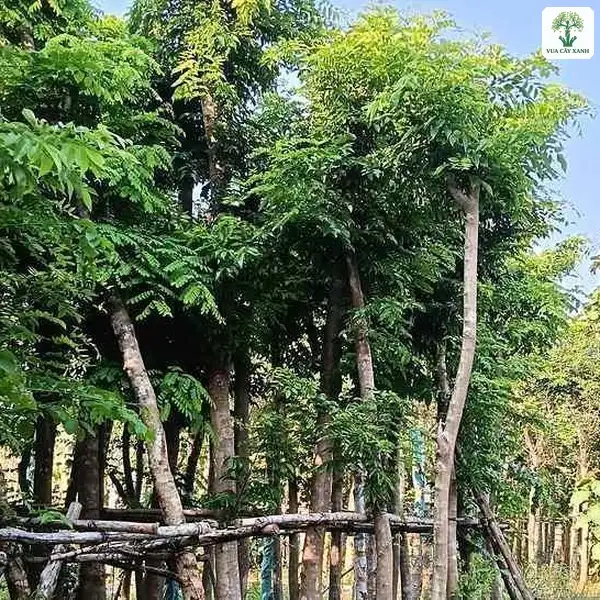 Cây Sưa Đỏ công trình, hàng thân cây thẳng chống tre bên lối đi cỏ.