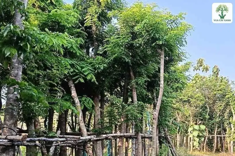 Hàng thân cây thẳng chống tre bên lối đi cỏ.