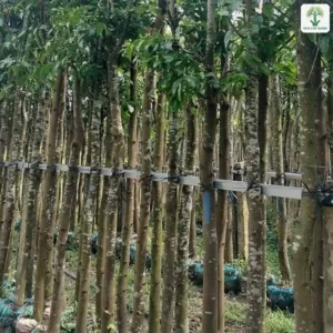 Hàng thân cây thẳng cao đứng sát nhau trong bầu đất.
