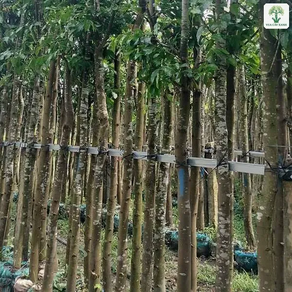 Hàng thân cây thẳng cao đứng sát nhau trong bầu đất.