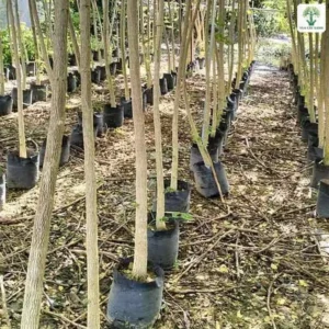 Cây Me Tây giống, hàng thân cây non thẳng đứng trong bầu đen ở vườn ươm.