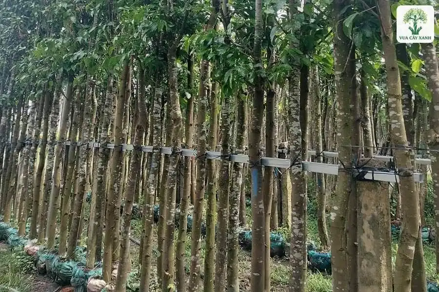 Hàng thân cây thẳng cao đứng sát nhau trong bầu đất.