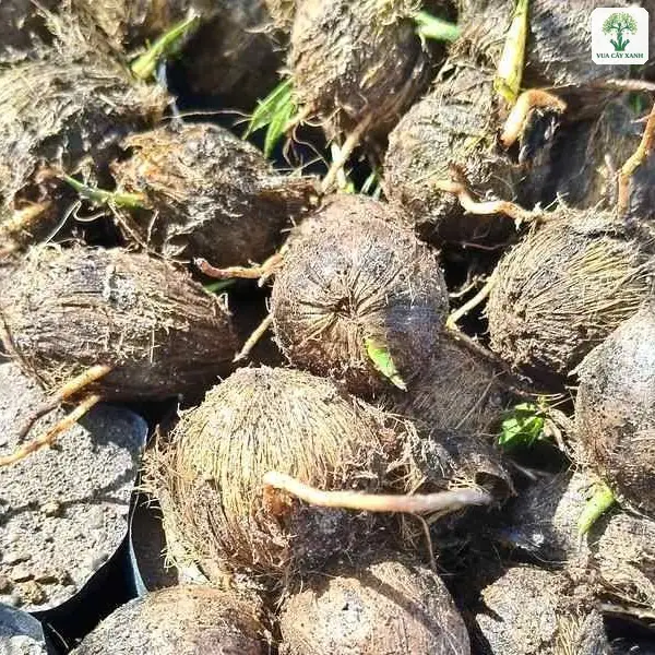 Những hạt cau đã nảy mầm đặt trong bầu đen.