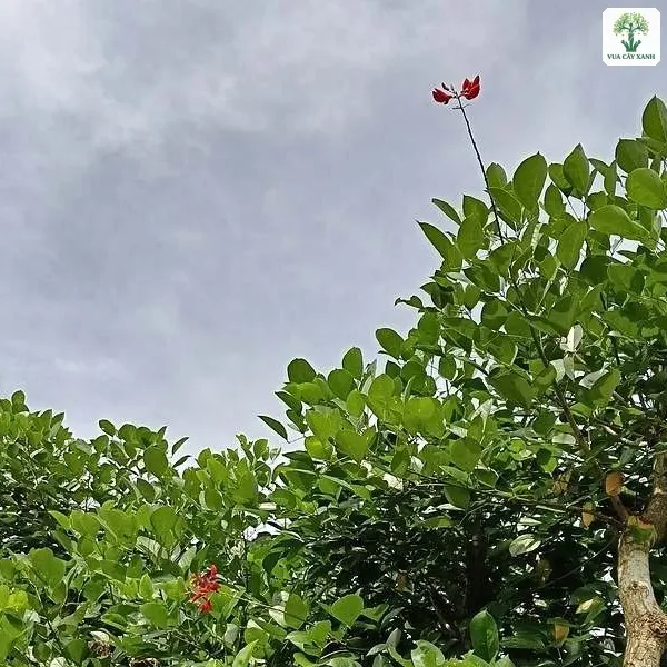 Hoa đỏ nở trên ngọn tán lá xanh bóng.