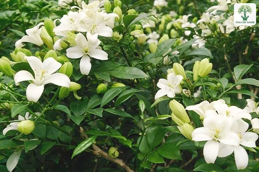 Hoa trắng năm cánh nở dày trên cành lá xanh.