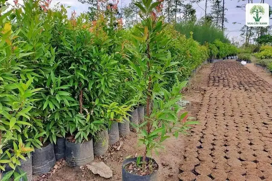 Hồng Lộc giống trong bầu đen xếp thành hàng ở vườn ươm.