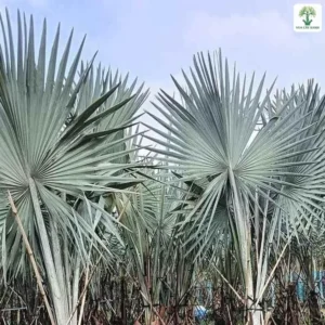 Những cây Kè Bạc lớn có tán lá quạt màu bạc.
