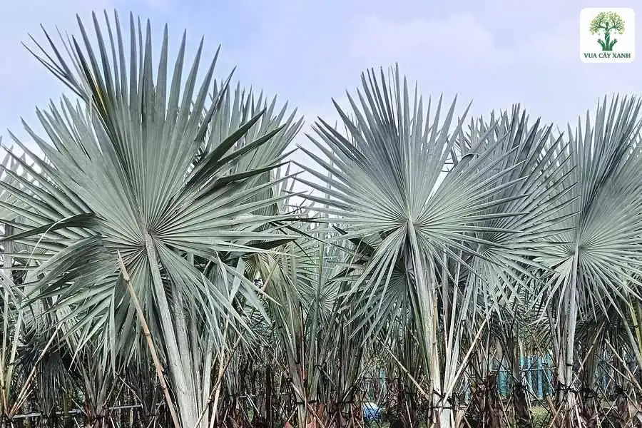 Những cây Kè Bạc lớn có tán lá quạt màu bạc.