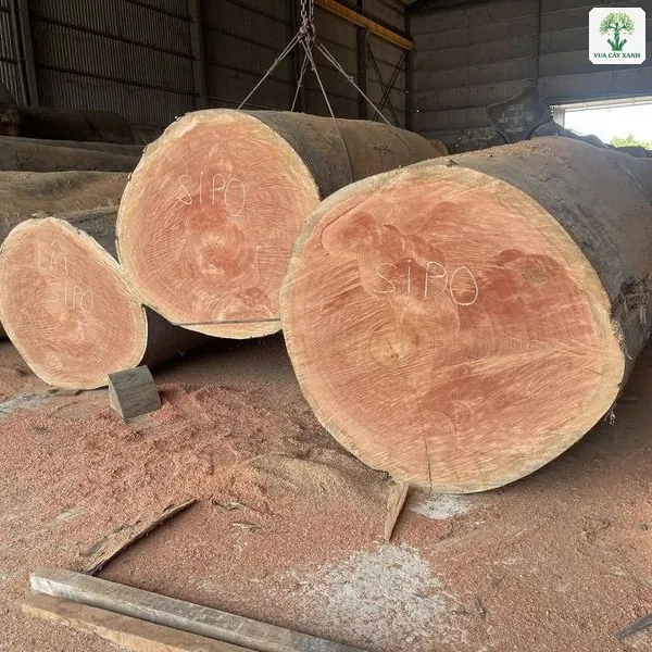Những khúc gỗ tròn lớn xếp trong xưởng, lõi màu hồng.