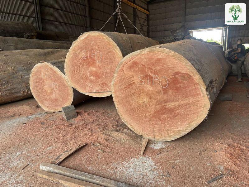 Những khúc gỗ tròn lớn xếp trong xưởng, lõi màu hồng.