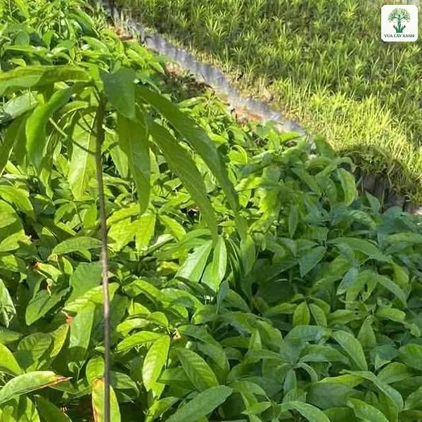 Lá cây Sang con xanh đậm mọc dày.