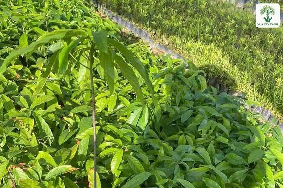 Lá cây Sang con xanh đậm mọc dày.