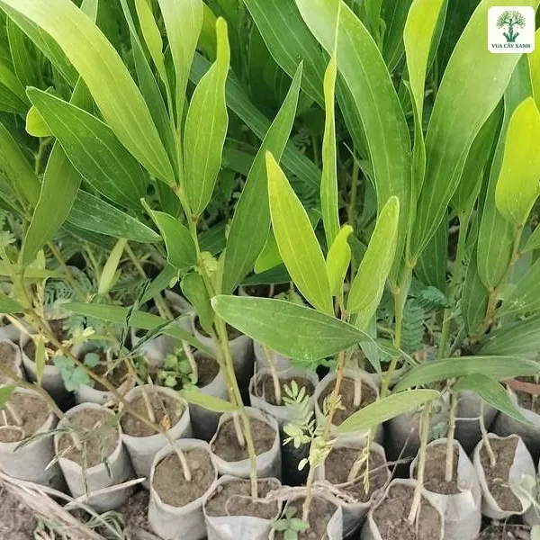 Cây Tràm Hạt giống, lá dài xanh non của cây con mọc trong bầu giấy.