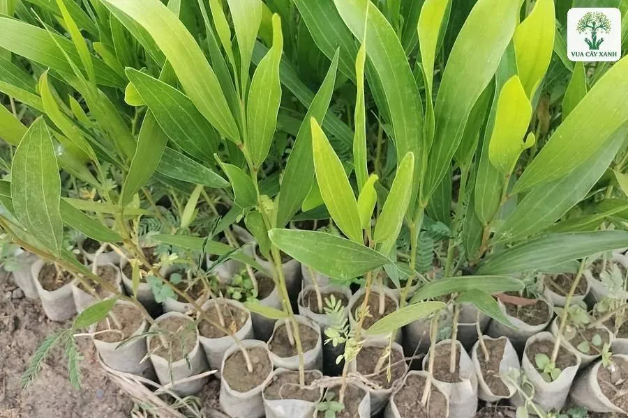 Lá dài xanh non của cây con mọc trong bầu giấy.