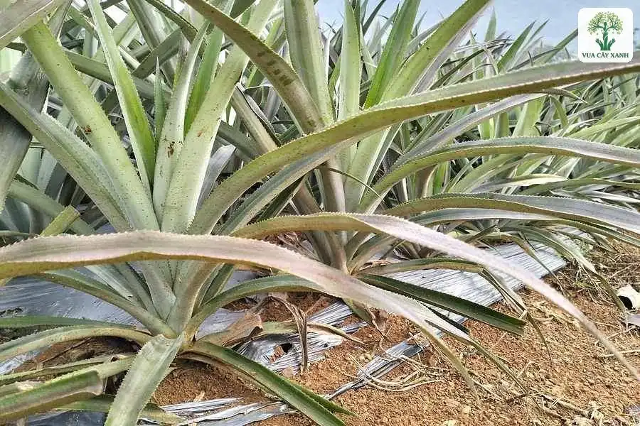 Lá dứa dài xanh bạc mọc thành bụi sát mặt đất.