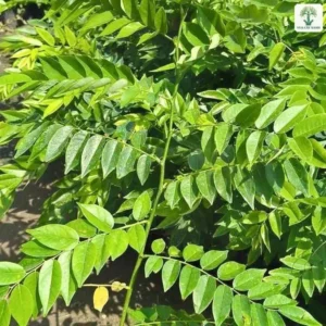Cây con lá kép xanh sáng mọc bên lối đi đất.