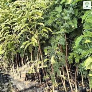 Cận cảnh lá kép xanh vàng của cây con trong vườn.
