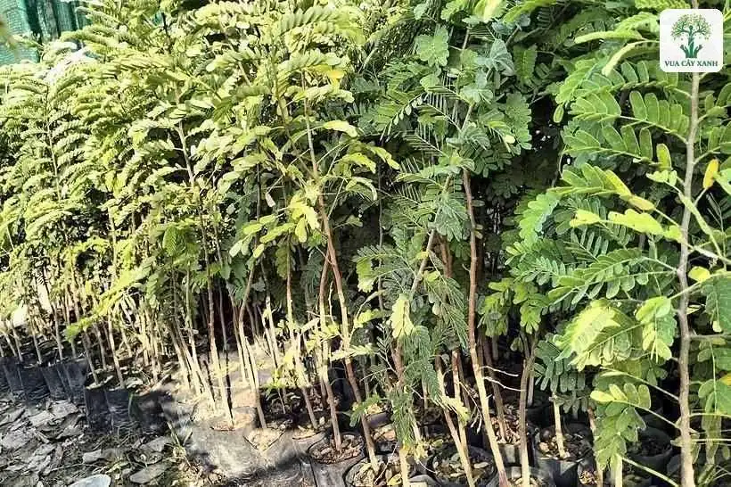 Cận cảnh lá kép xanh vàng của cây con trong vườn.