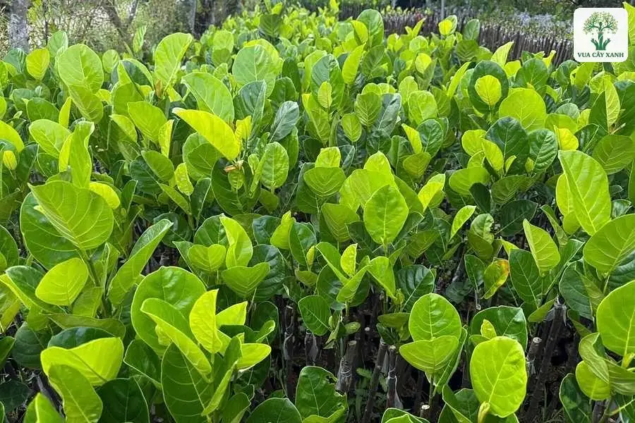 Những tán lá mít to xanh bóng mọc dày đặc.