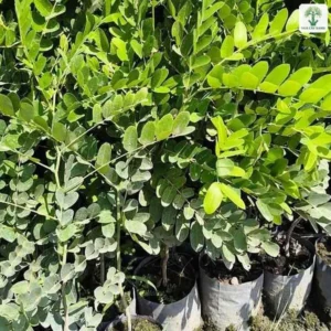 Tán lá xanh mượt của Muồng Anh Đào giống trong bầu.