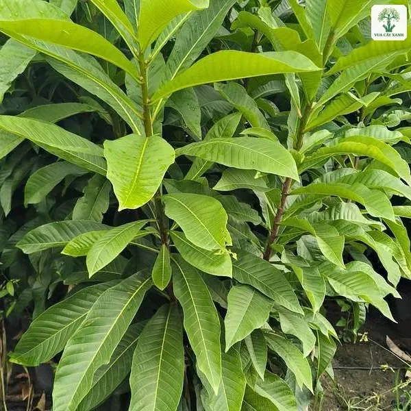 Cây Sala giống, lá Sala non xanh bóng mọc dày trên cây trong bầu.