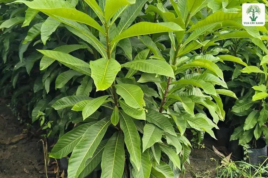 Lá Sala non xanh bóng mọc dày trên cây trong bầu.