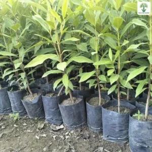 Lá thon xanh sáng mọc trên cây con trong bầu.
