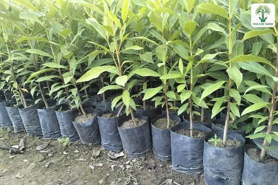 Lá thon xanh sáng mọc trên cây con trong bầu.
