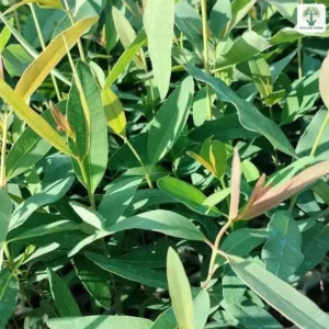 Cận cảnh lá thuôn xanh với đọt non ánh đỏ.