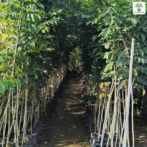 Cây Giáng Hương giống, lối đi giữa hai hàng cây con trồng trong bầu đen.