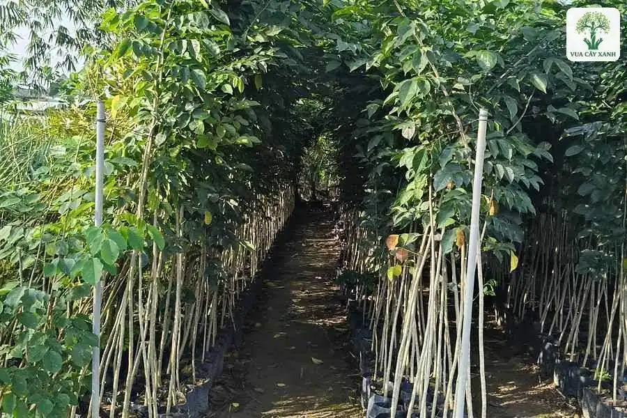 Lối đi giữa hai hàng cây con trồng trong bầu đen.