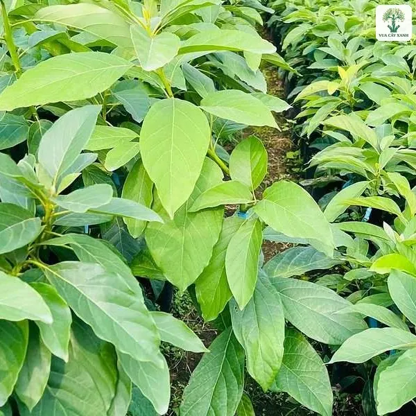 Lối đi giữa các luống cây giống lá xanh non.